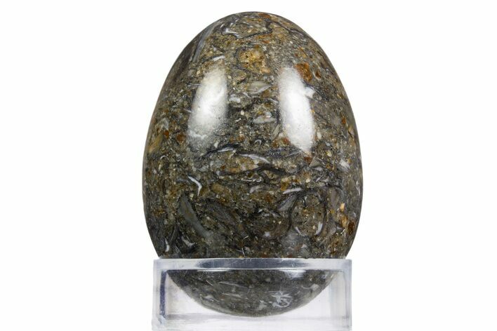 Polished Black Coquina Egg - California #334175